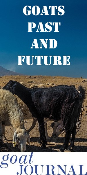 goat-history-and-future